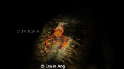 Fisheye Fix S100 Housing 
1x Sea&Sea YS110a Strobe 
+10... by Irwin Ang 
